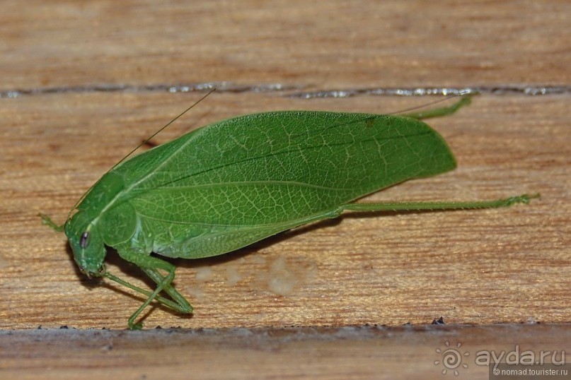 Звери Этоши