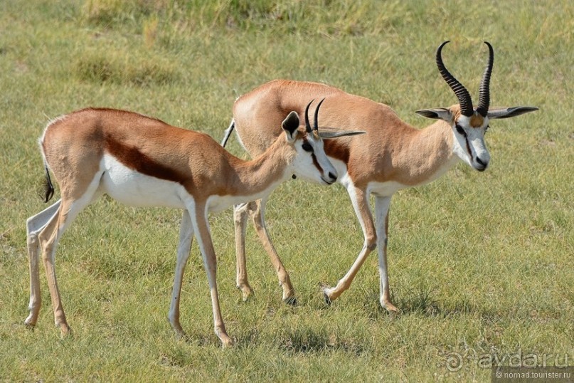 Звери Этоши