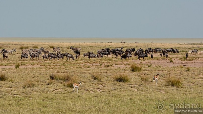 Звери Этоши
