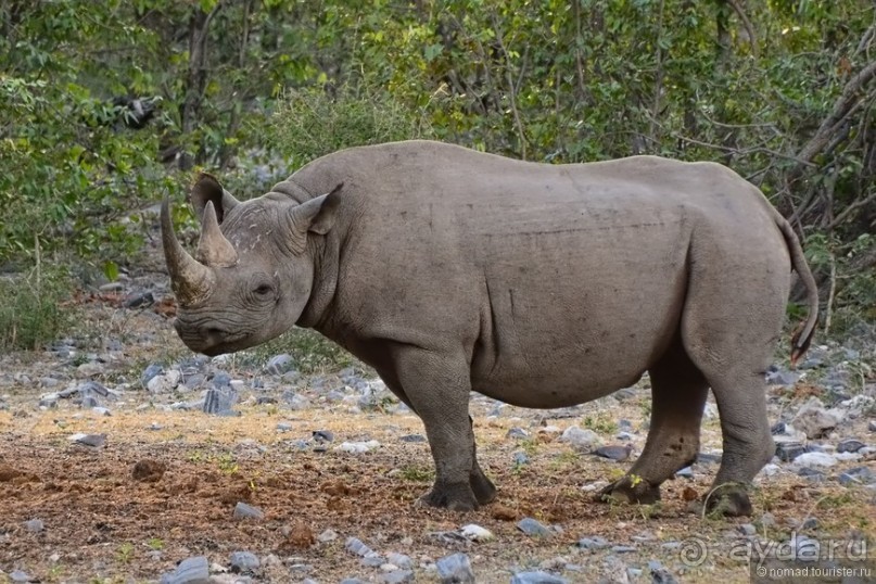 Звери Этоши