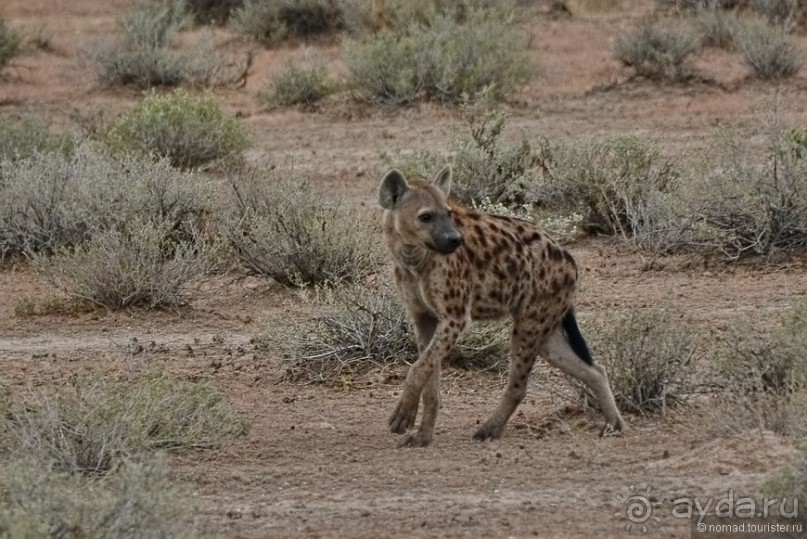 Звери Этоши