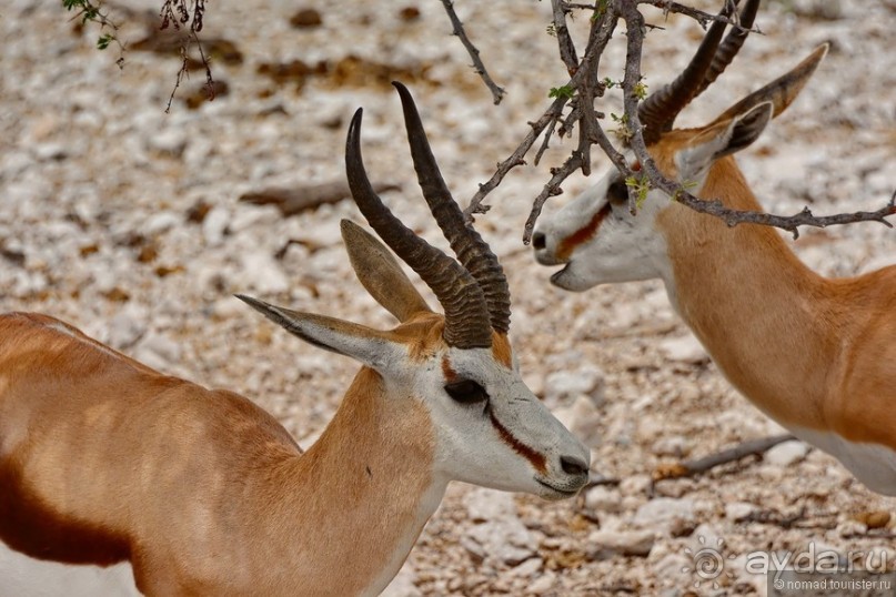 Звери Этоши