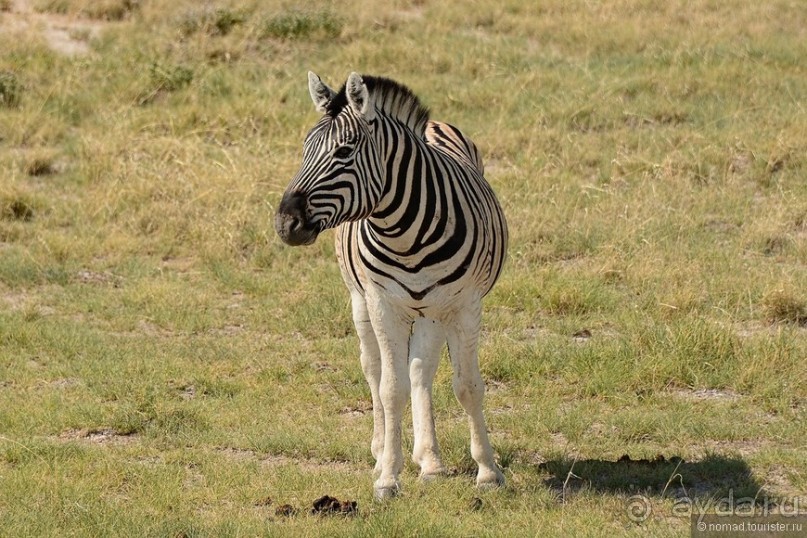 Звери Этоши