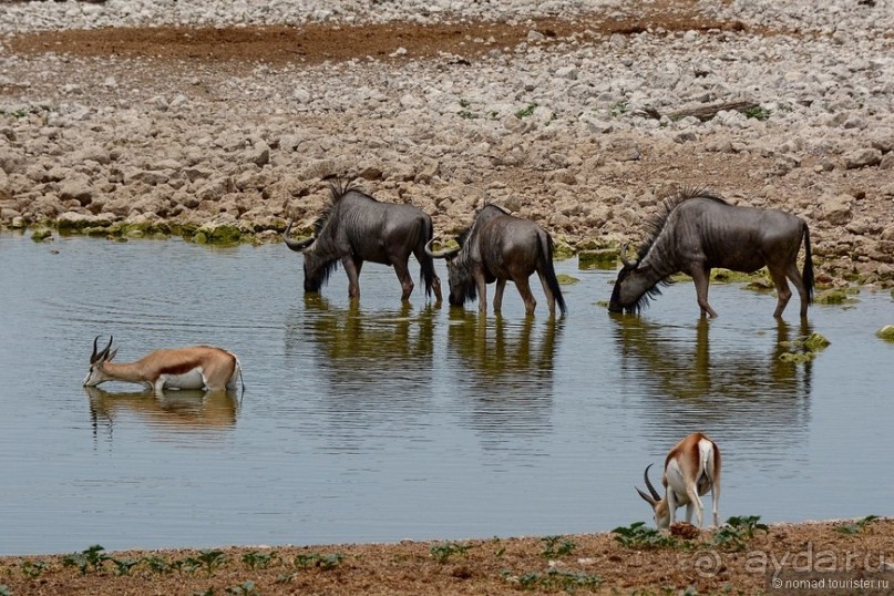 Звери Этоши