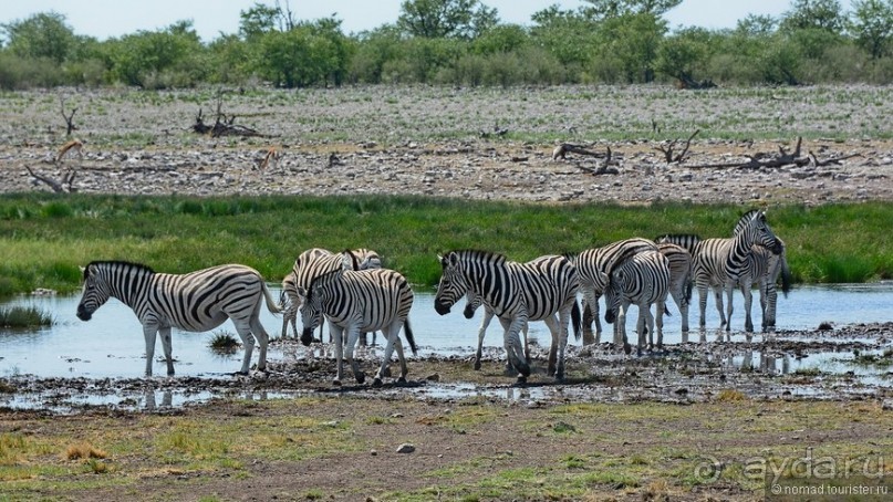 Звери Этоши