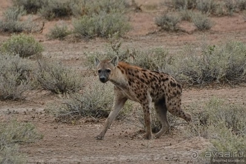 Звери Этоши