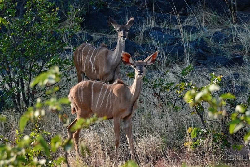 Звери Этоши