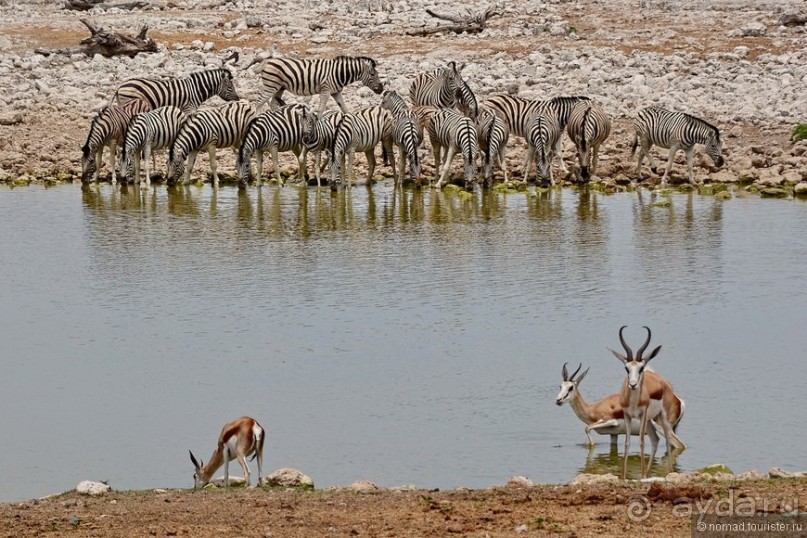 Звери Этоши