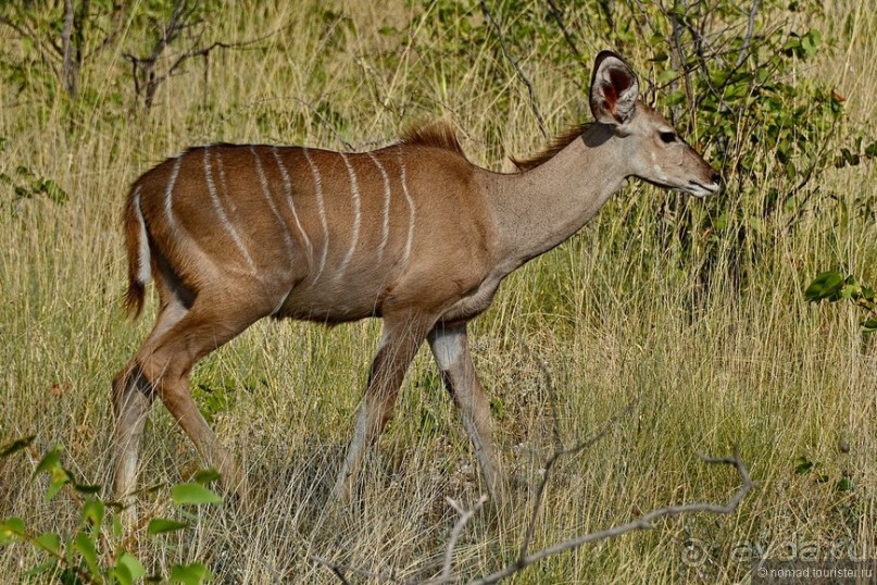 Звери Этоши