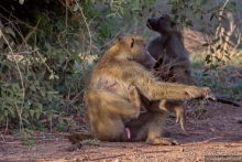 Африканское ралли. Часть 6. Зимбабве.