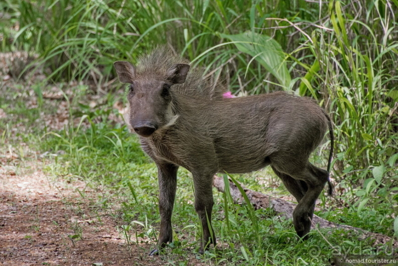 Африканское ралли. Часть 6. Зимбабве.