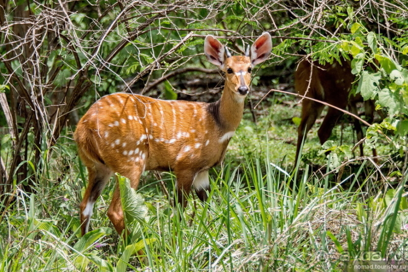 Африканское ралли. Часть 6. Зимбабве.