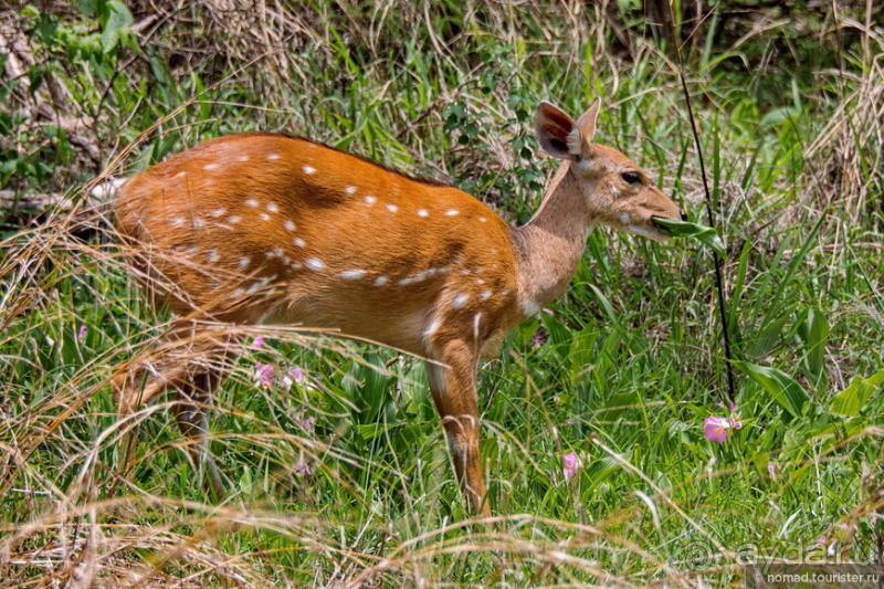 Африканское ралли. Часть 6. Зимбабве.