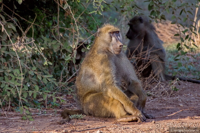 Африканское ралли. Часть 6. Зимбабве.