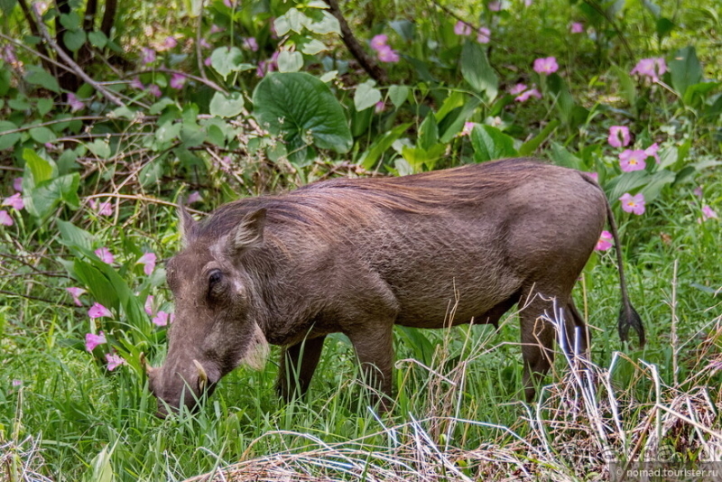 Африканское ралли. Часть 6. Зимбабве.