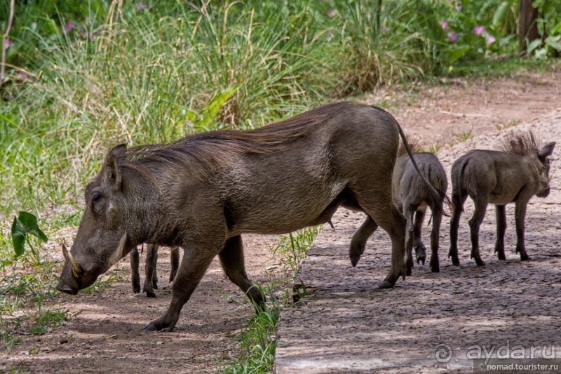 Африканское ралли. Часть 6. Зимбабве.