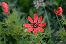 Страна хачкаров и алых маков. Часть 3