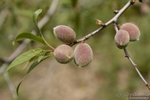 Страна хачкаров и алых маков. Часть 3