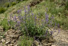 Страна хачкаров и алых маков. Часть 3