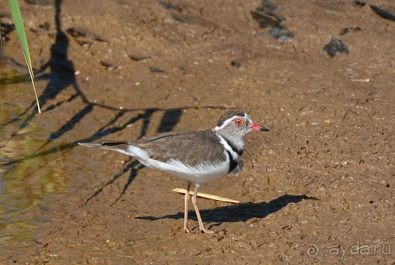 Птицы Южной Африки и Намибии. 1