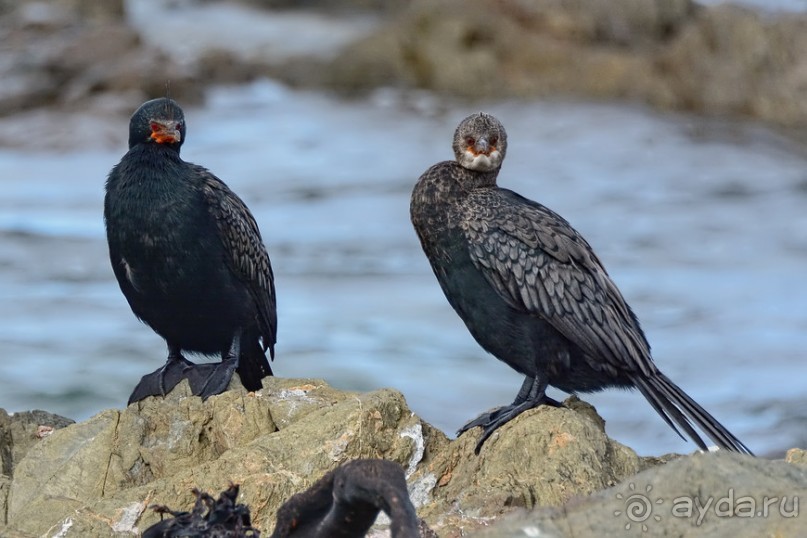 Птицы Южной Африки и Намибии. 1