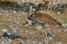 Птицы Южной Африки и Намибии. 1