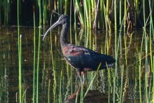 Птицы Южной Африки и Намибии. 1