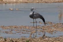 Птицы Южной Африки и Намибии. 1