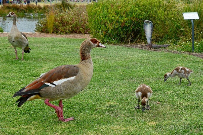 Птицы Южной Африки и Намибии. 1