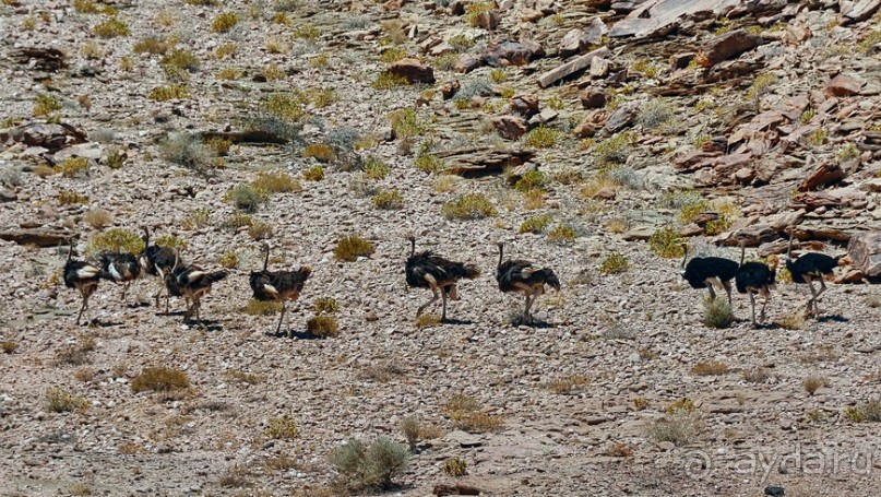 Птицы Южной Африки и Намибии. 1