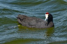 Птицы Южной Африки и Намибии. 1