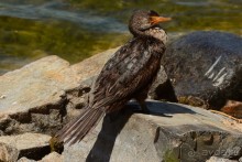 Птицы Южной Африки и Намибии. 1