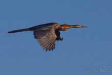 Птицы Южной Африки и Намибии. 1