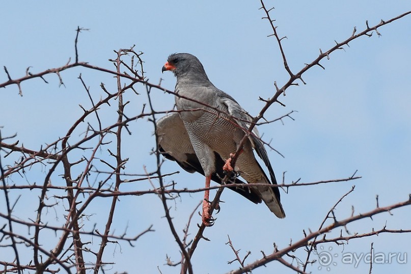 Птицы Южной Африки и Намибии. 1