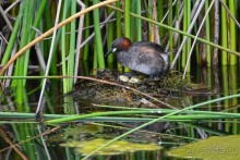 Птицы Южной Африки и Намибии. 1