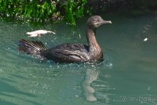 Птицы Южной Африки и Намибии. 1