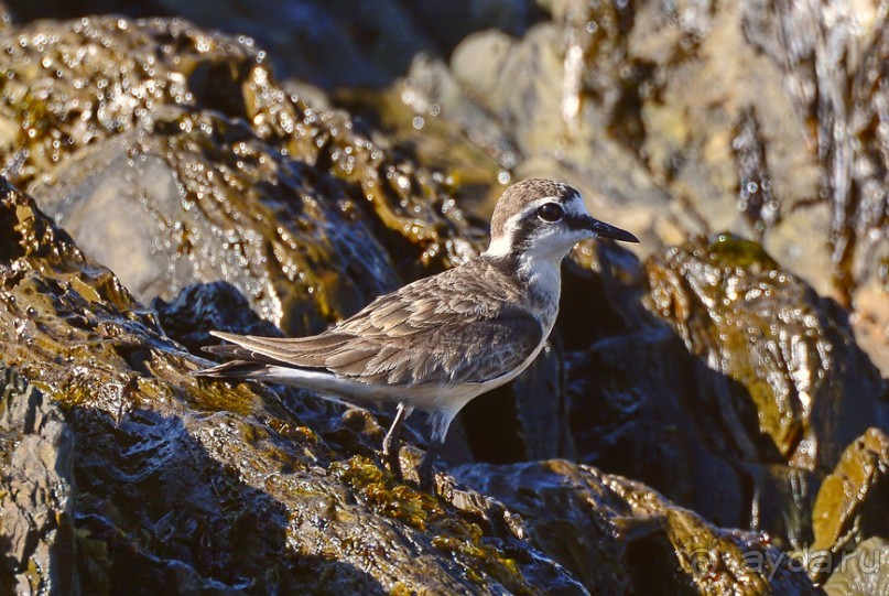 Птицы Южной Африки и Намибии. 1