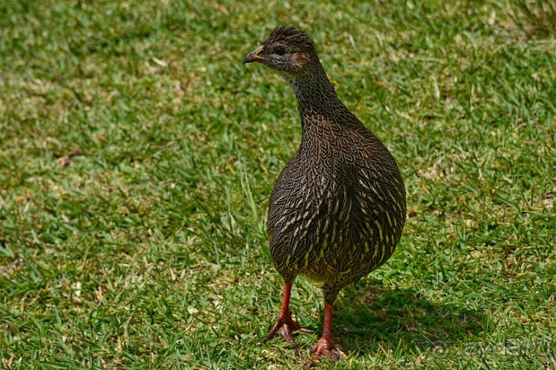 Птицы Южной Африки и Намибии. 1