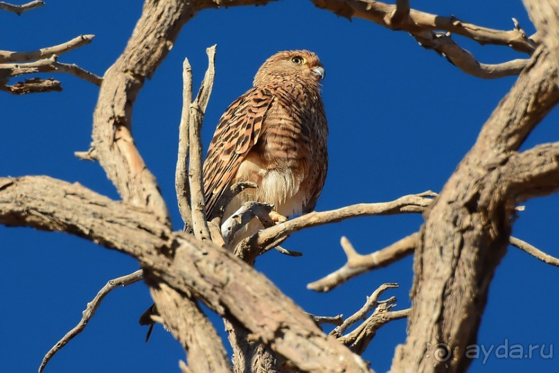 Птицы Южной Африки и Намибии. 1