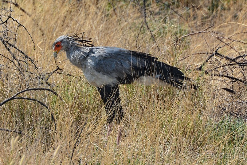Птицы Южной Африки и Намибии. 1