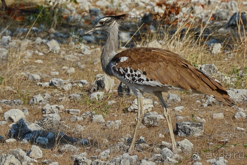 Птицы Южной Африки и Намибии. 1