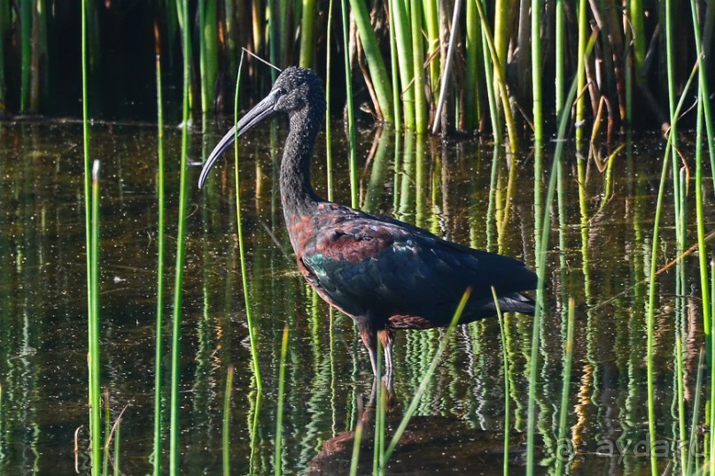 Птицы Южной Африки и Намибии. 1