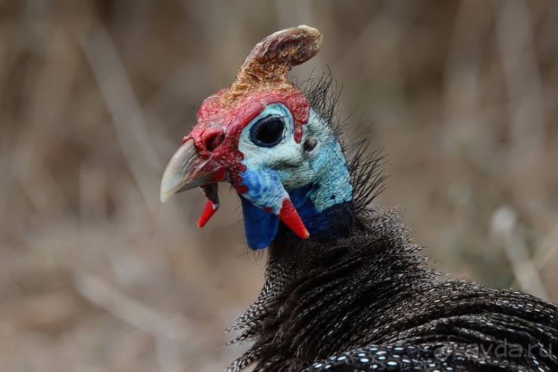 Птицы Южной Африки и Намибии. 1