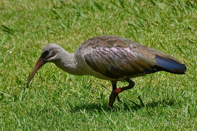 Птицы Южной Африки и Намибии. 1