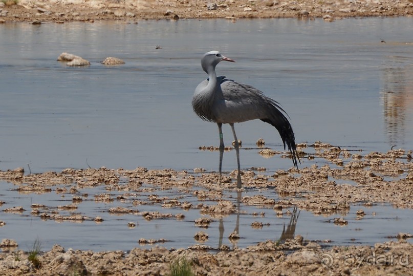 Птицы Южной Африки и Намибии. 1