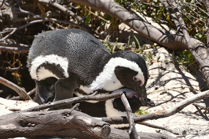 Птицы Южной Африки и Намибии. 1