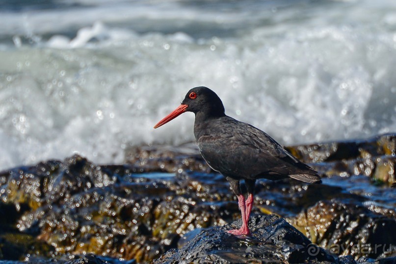 Птицы Южной Африки и Намибии. 1