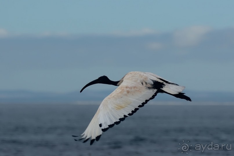 Птицы Южной Африки и Намибии. 1