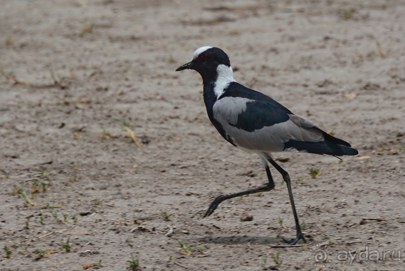 Птицы Южной Африки и Намибии. 1