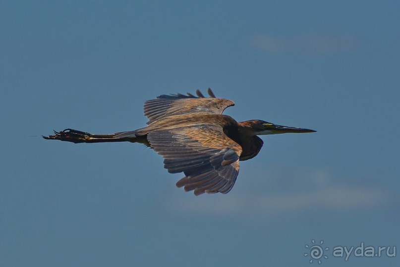 Птицы Южной Африки и Намибии. 1